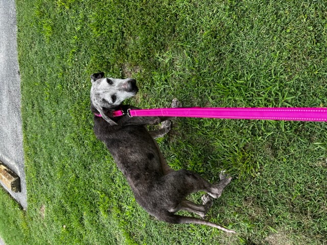 Enlarge Coffee (Senior in need of Hero), a Adopted Catahoula Leopard Dog in wilmington, DE image 2/3