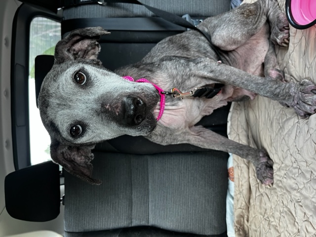 Coffee (Senior in need of Hero), Adopted, Senior Female Catahoula Leopard Dog.