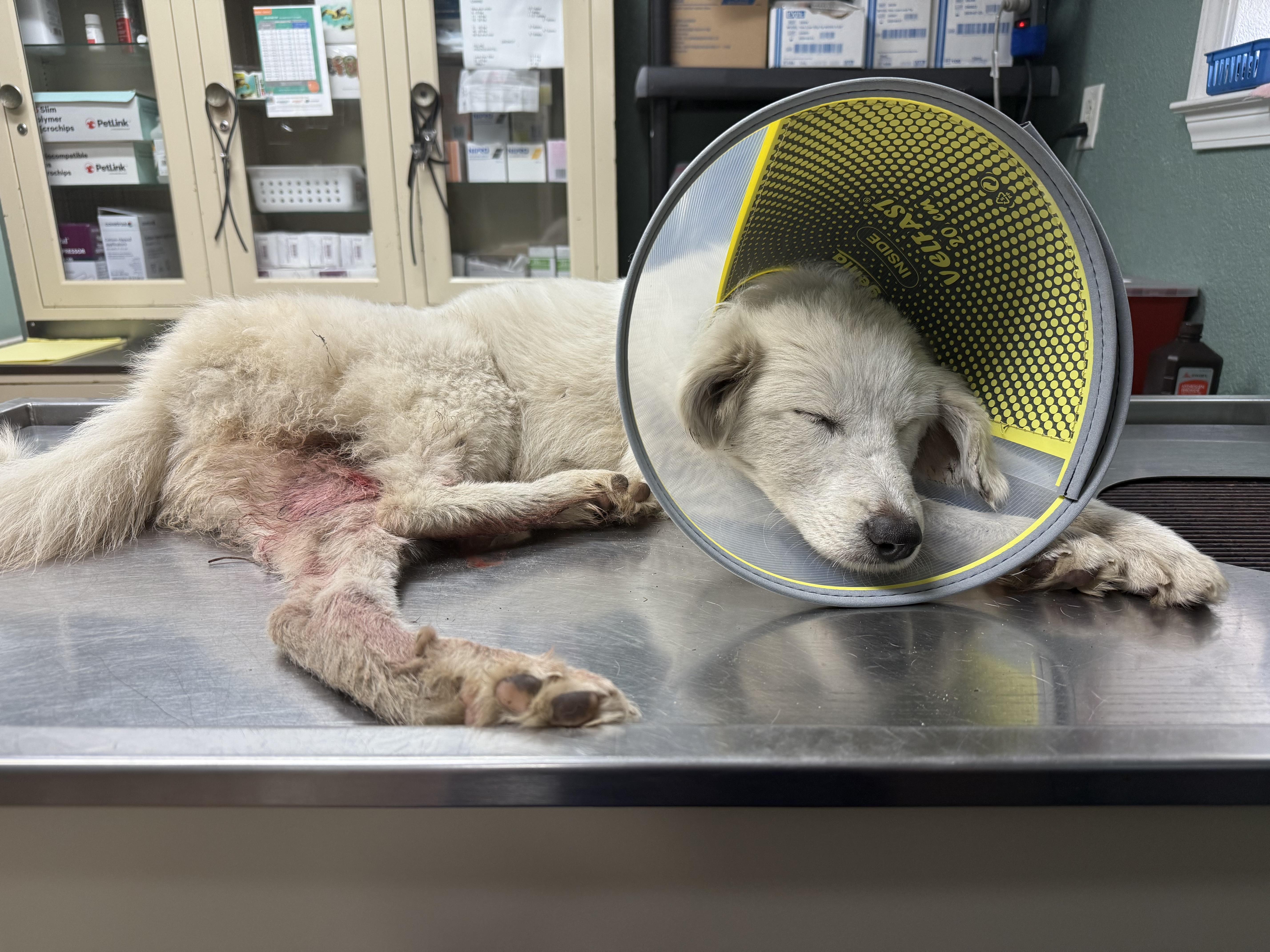 Winter – Brave, Beautiful, and Bound for Better Days, an adoptable Great Pyrenees in Houlton, ME, 04730 | Photo Image 1