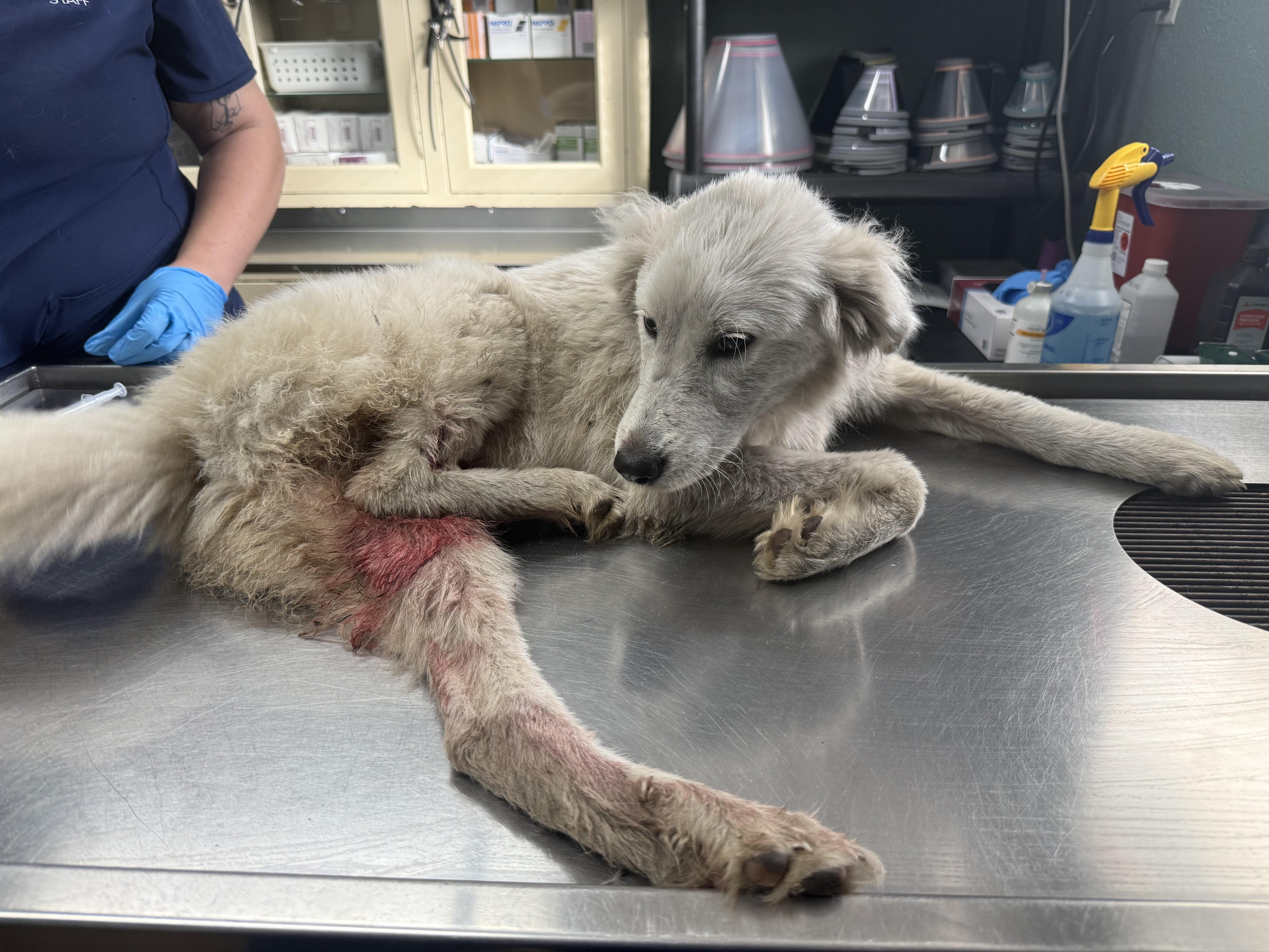 Winter – Brave, Beautiful, and Bound for Better Days, an adoptable Great Pyrenees in Houlton, ME, 04730 | Photo Image 2