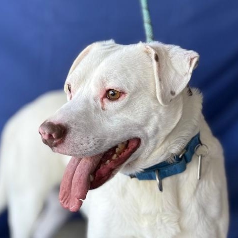 Sammy *Courtesy post*, Adoptable, Adult Male Labrador Retriever.