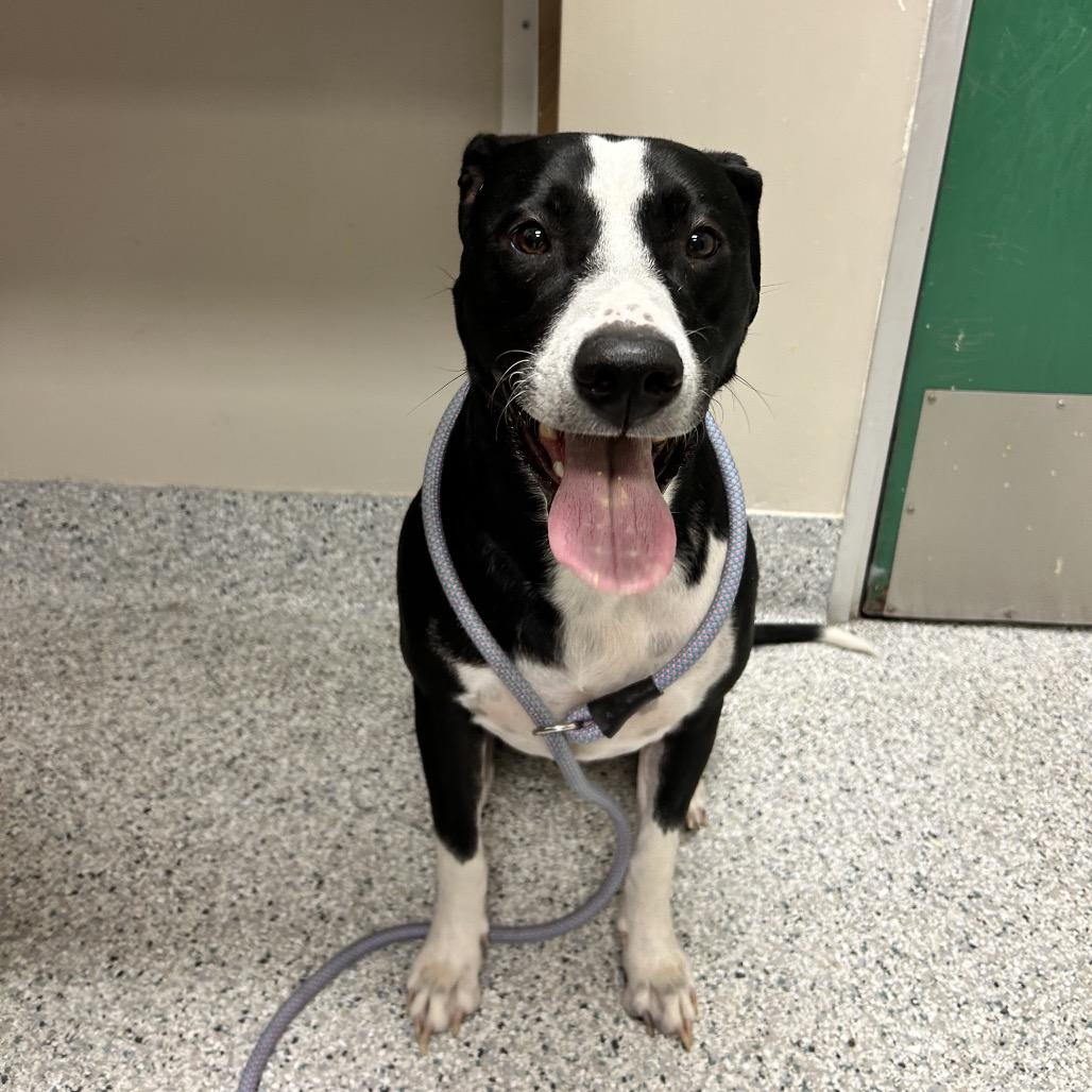 Marley, Adoptable, Adult Male Border Collie & Mixed Breed.