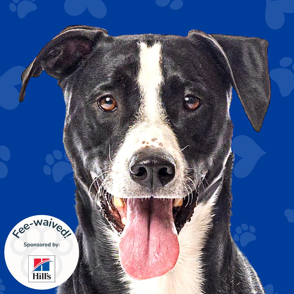 Enlarge Marley, a Adoptable mixed breed in Reno, NV image 2/6