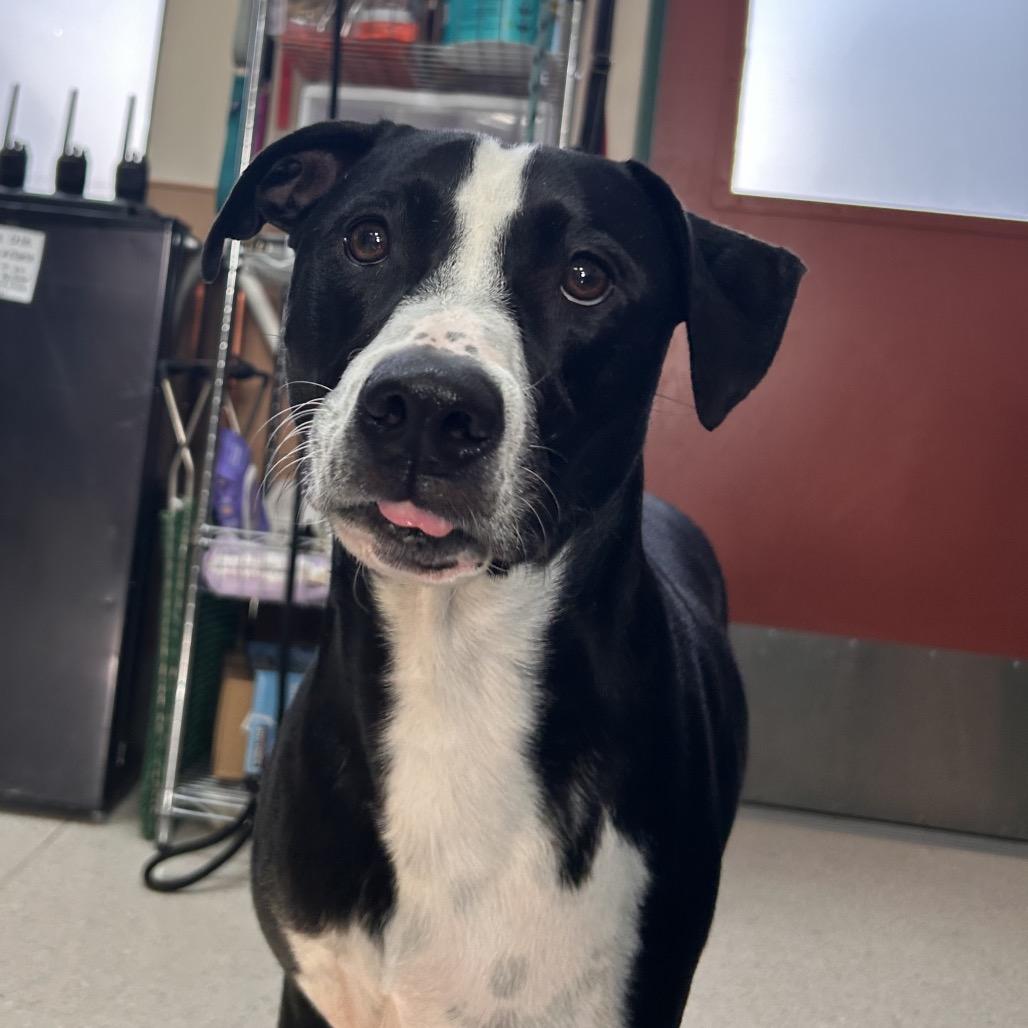 Enlarge Marley, a Adoptable mixed breed in Reno, NV image 3/6
