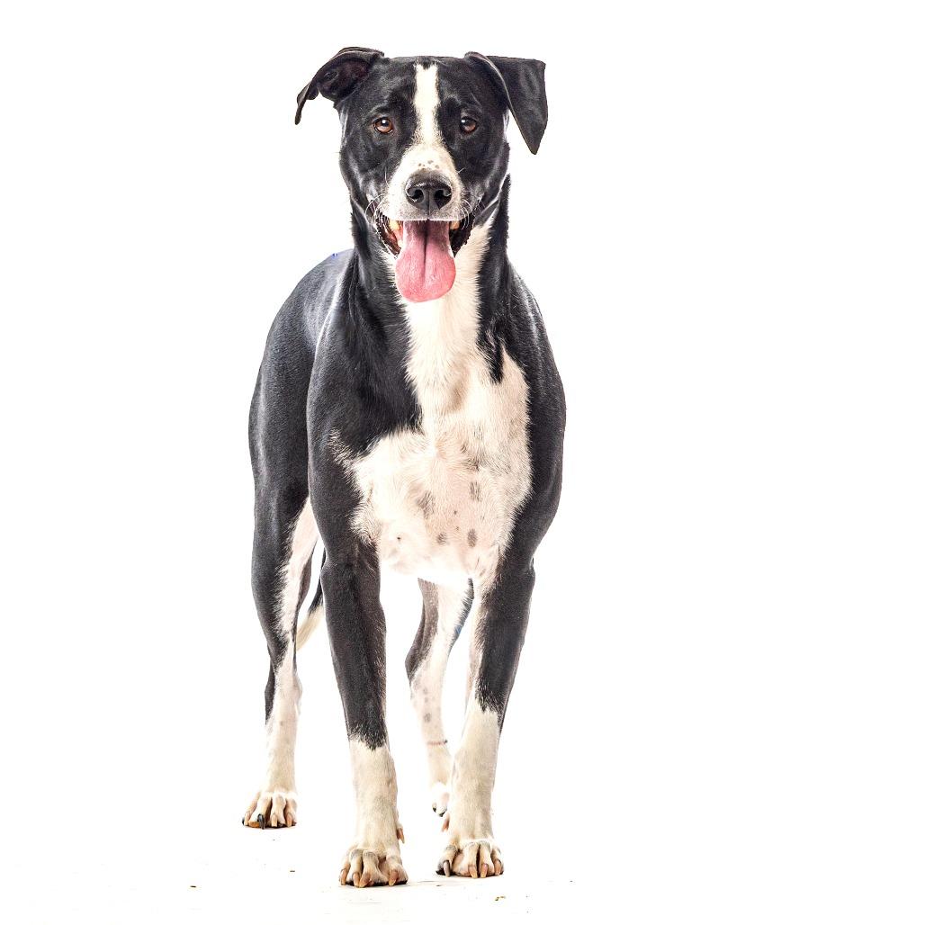 Enlarge Marley, a Adoptable mixed breed in Reno, NV image 4/6