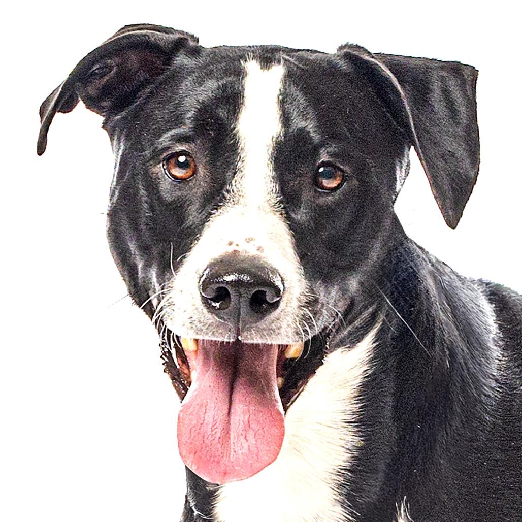 Enlarge Marley, a Adoptable mixed breed in Reno, NV image 5/6