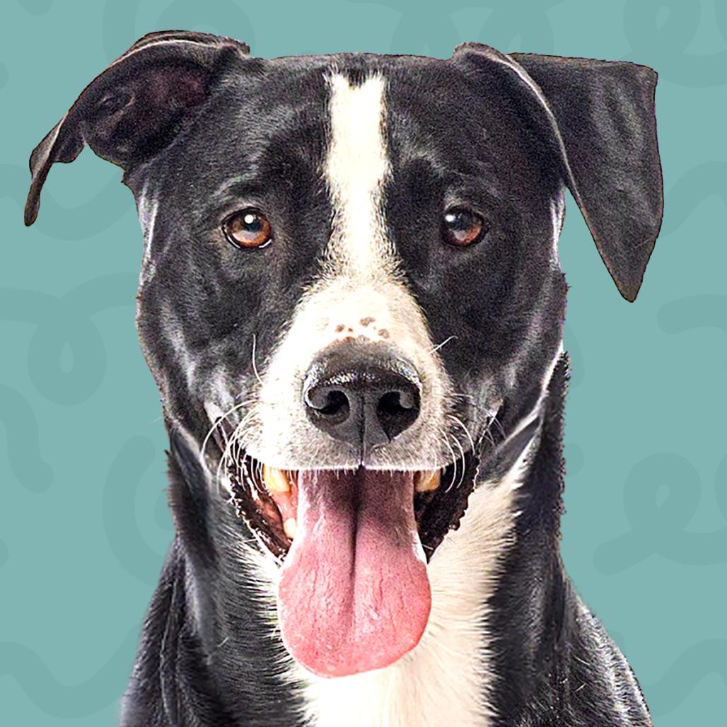 Enlarge Marley, a Adoptable mixed breed in Reno, NV image 6/6
