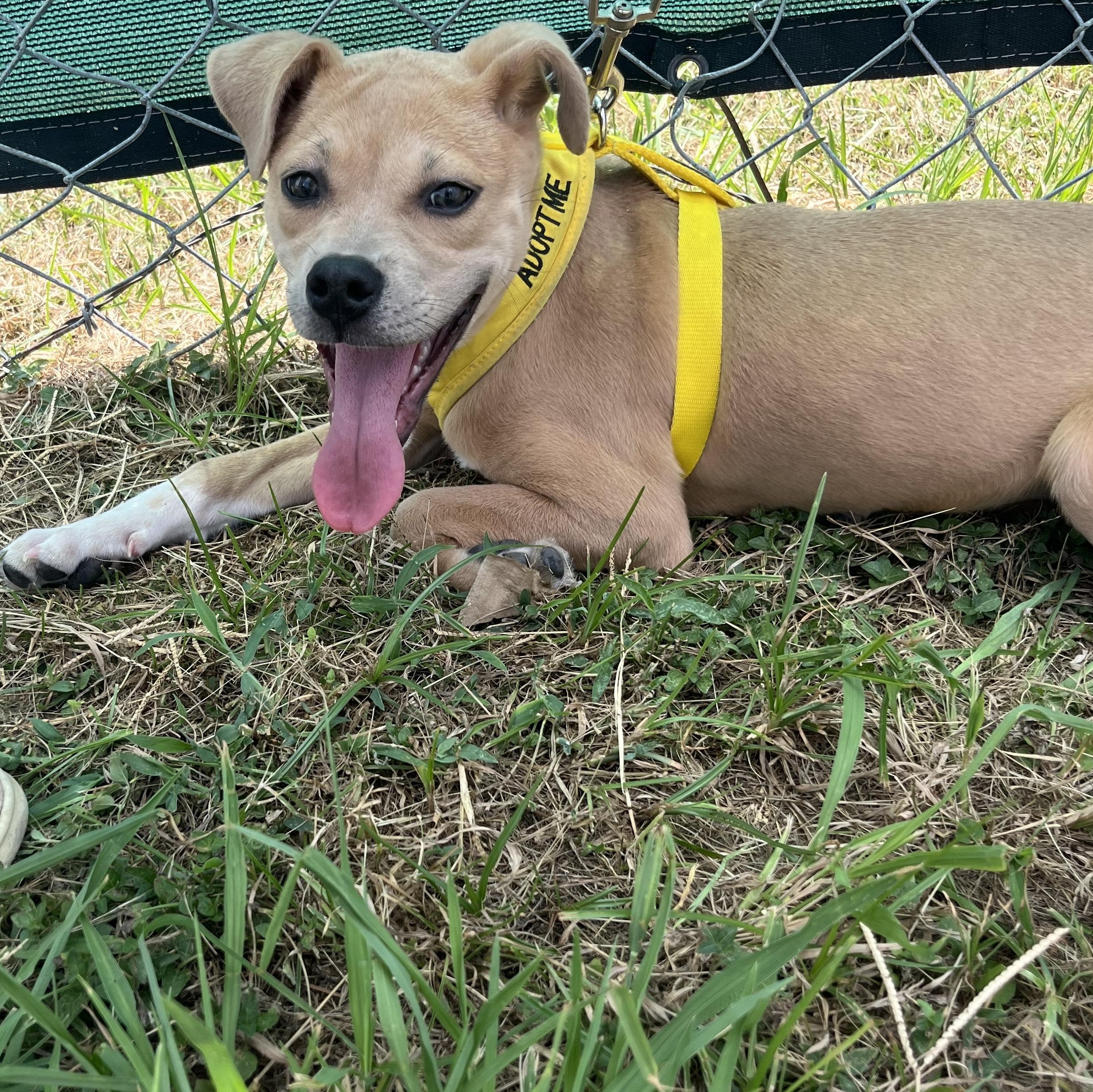 Enlarge Leah, a Adoptable mixed breed in Baton Rouge, LA image 1/4