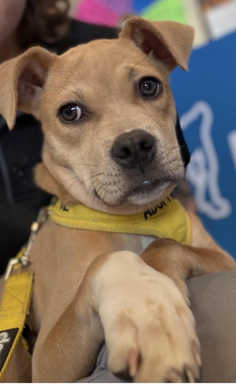 Enlarge Leah, a Adoptable mixed breed in Baton Rouge, LA image 4/4