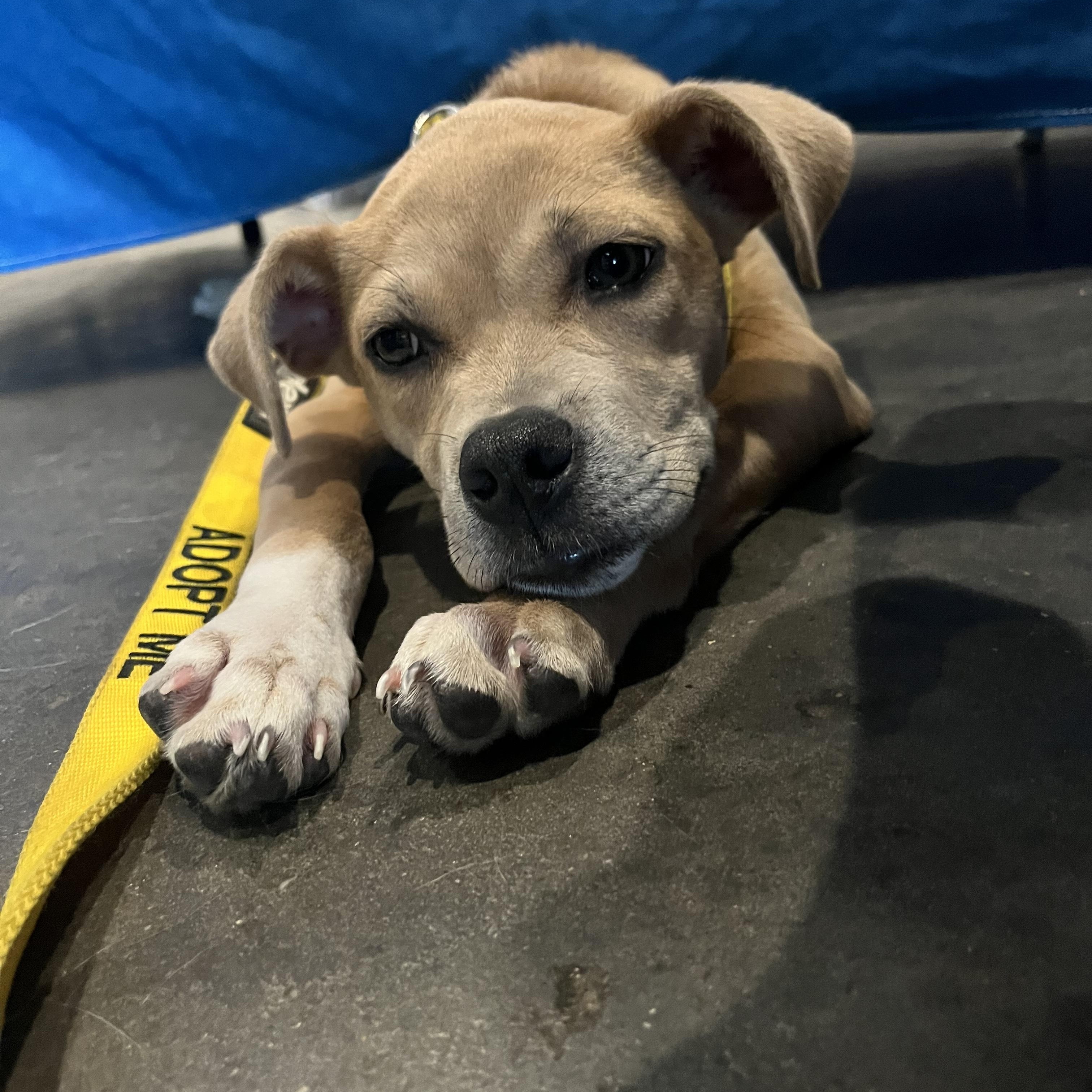 Enlarge Leah, a Adoptable mixed breed in Baton Rouge, LA image 2/4