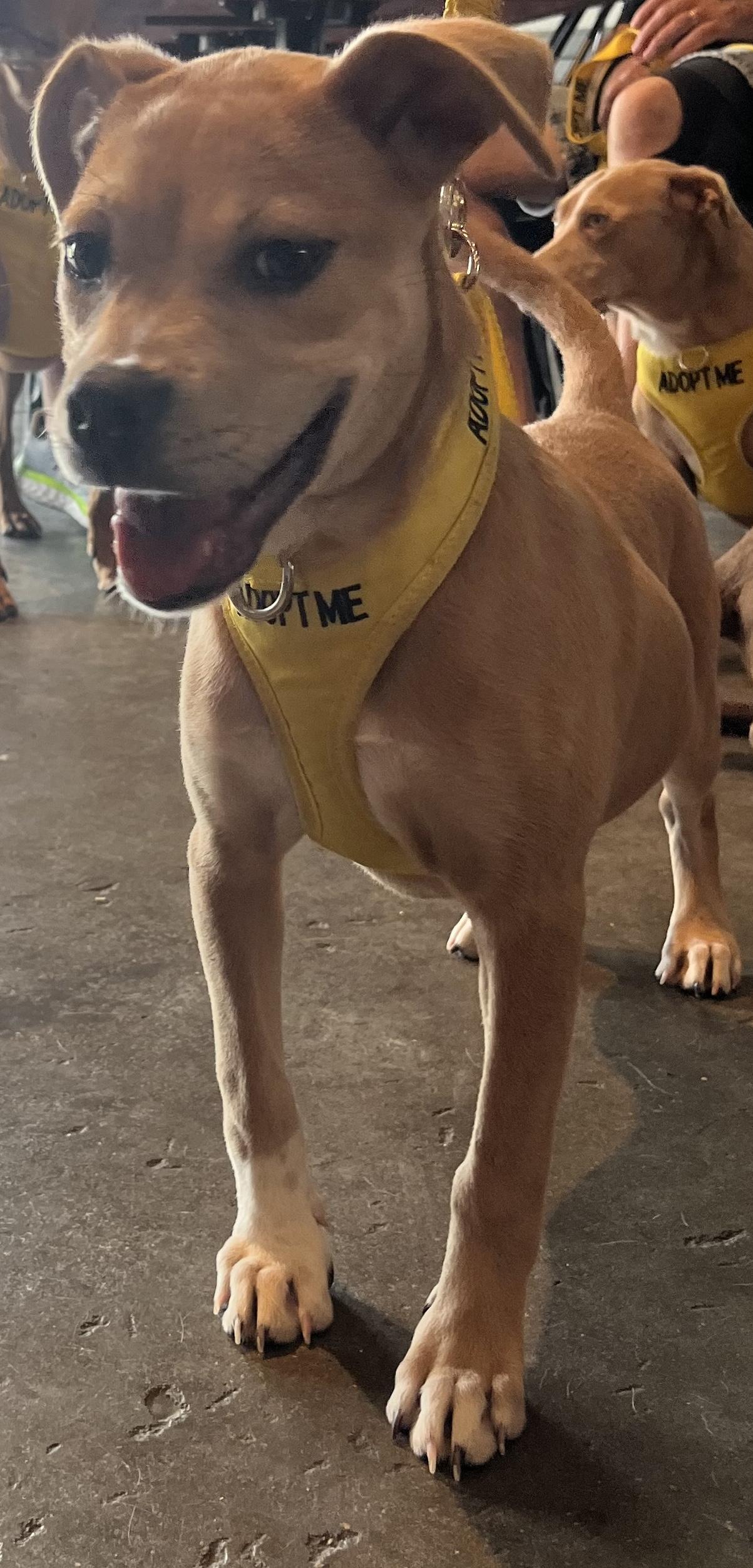 Enlarge Leah, a Adoptable mixed breed in Baton Rouge, LA image 3/4