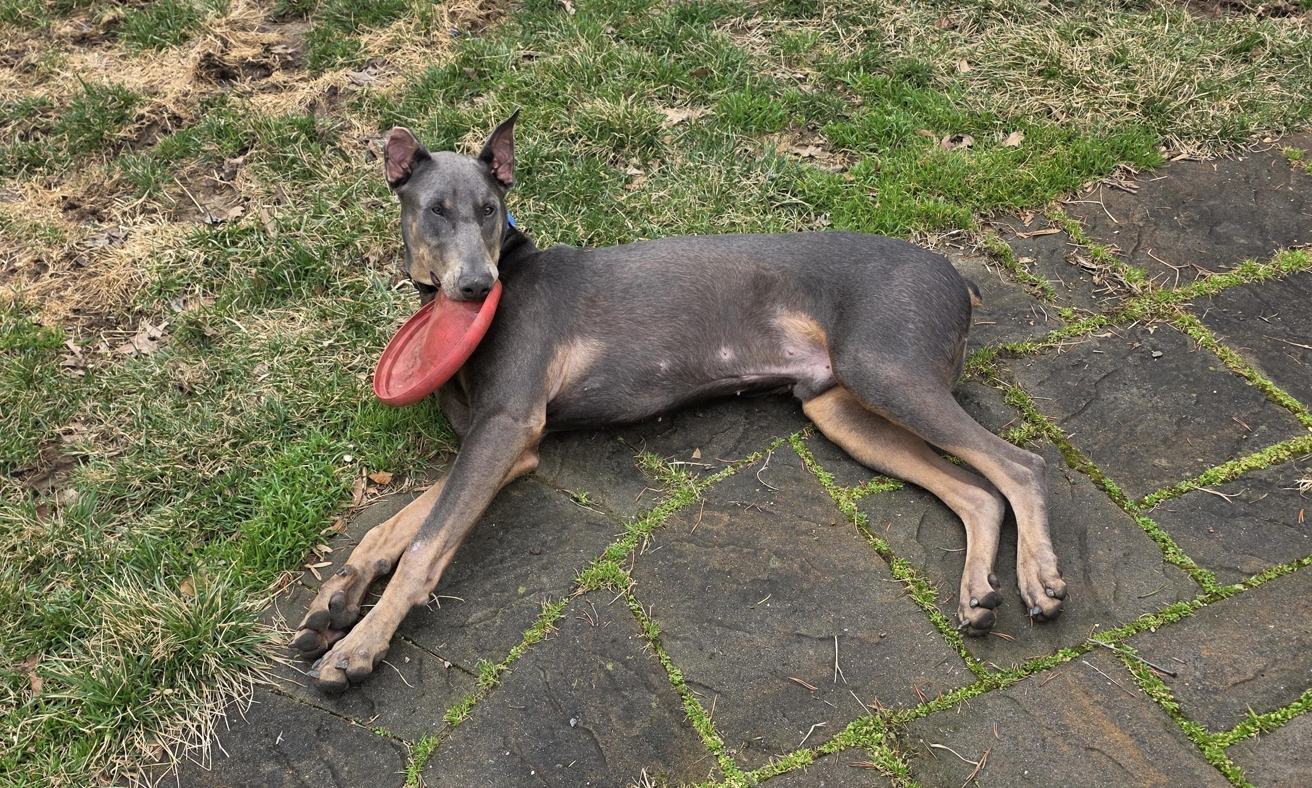 Enlarge Lincoln, a ADOPTABLE Doberman Pinscher in Silver Spring, MD image 4/6