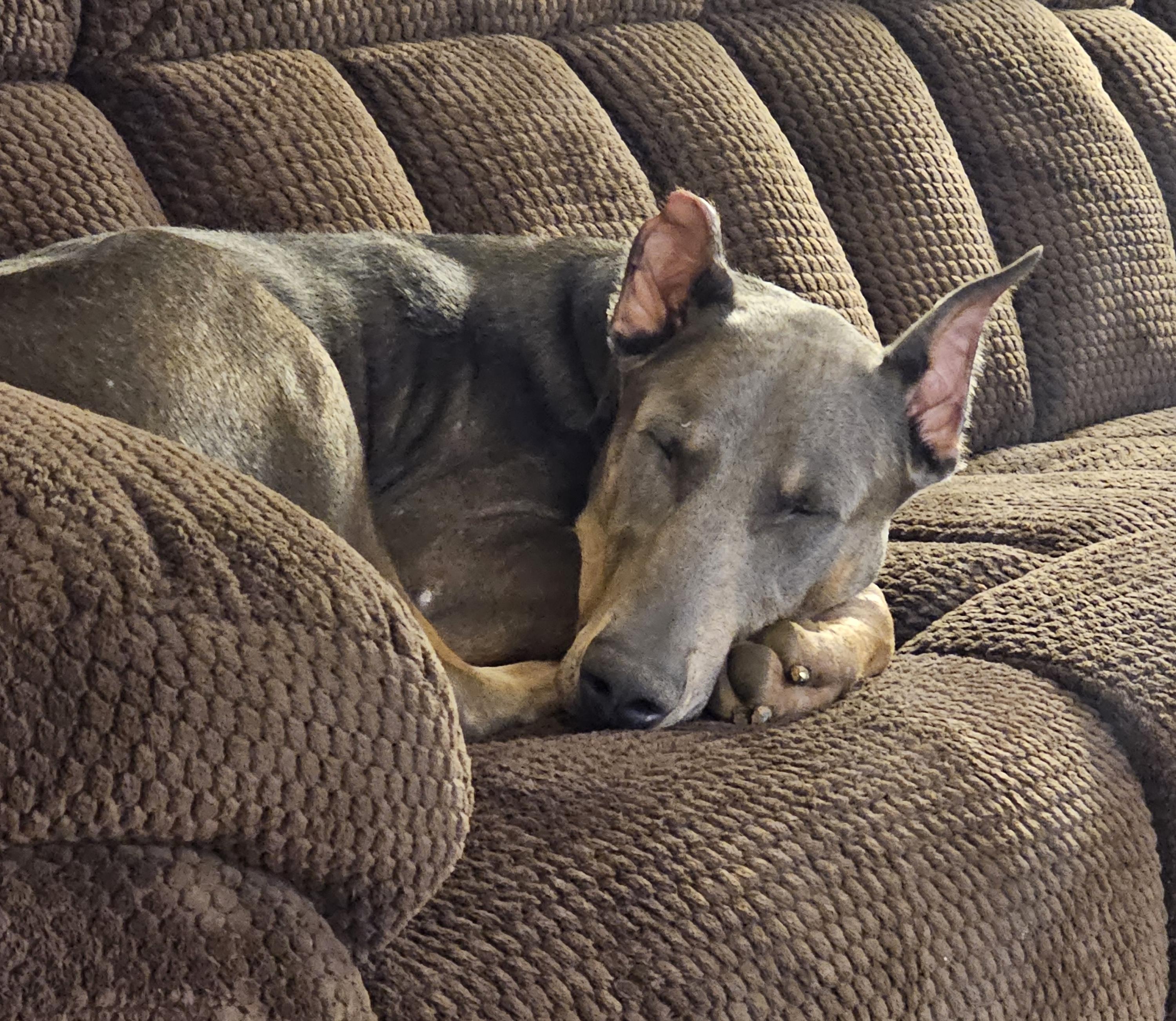Enlarge Lincoln, a ADOPTABLE Doberman Pinscher in Silver Spring, MD image 6/6