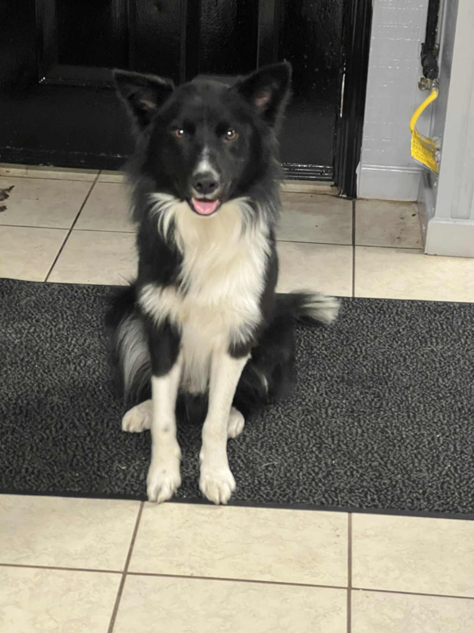 Griffin in NH! Come meet our Adoptable Dogs Wed-Sat more info in Bio!