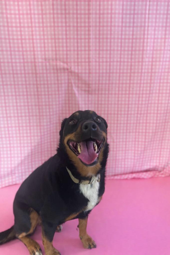 Precious , ADOPTABLE, Adult Female Mixed Breed.