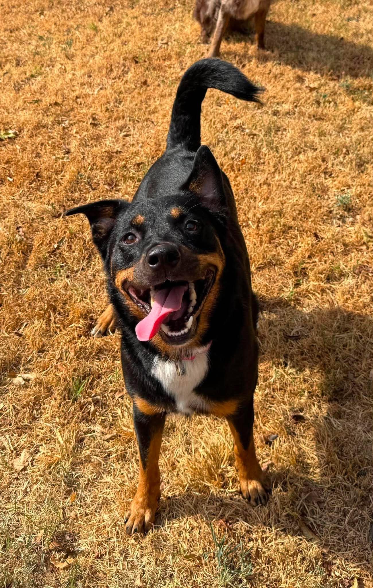 Precious , Adoptable, Adult Female Mixed Breed & Australian Kelpie.