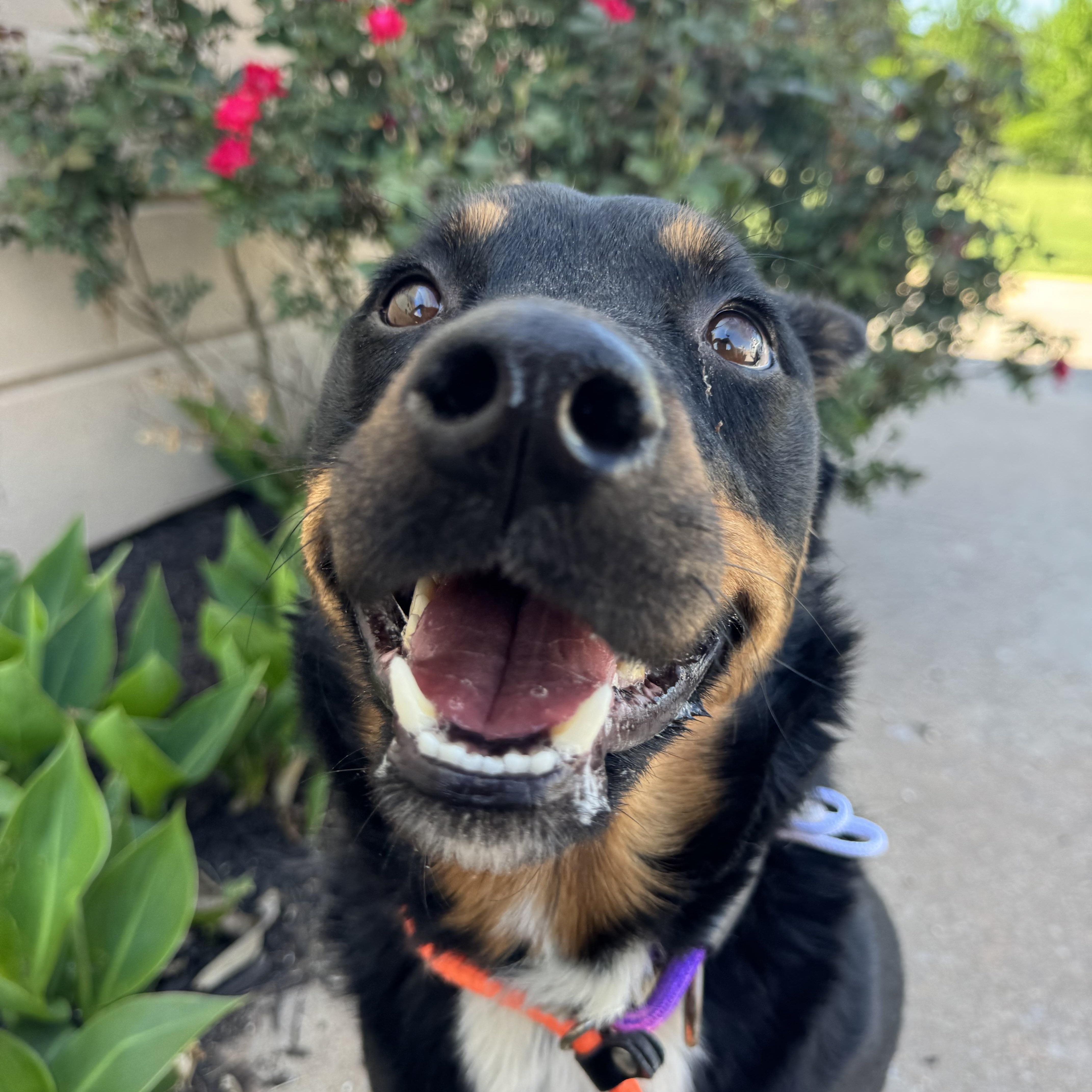 Enlarge Precious , a ADOPTABLE Mixed Breed in Chickasha, OK image 2/3