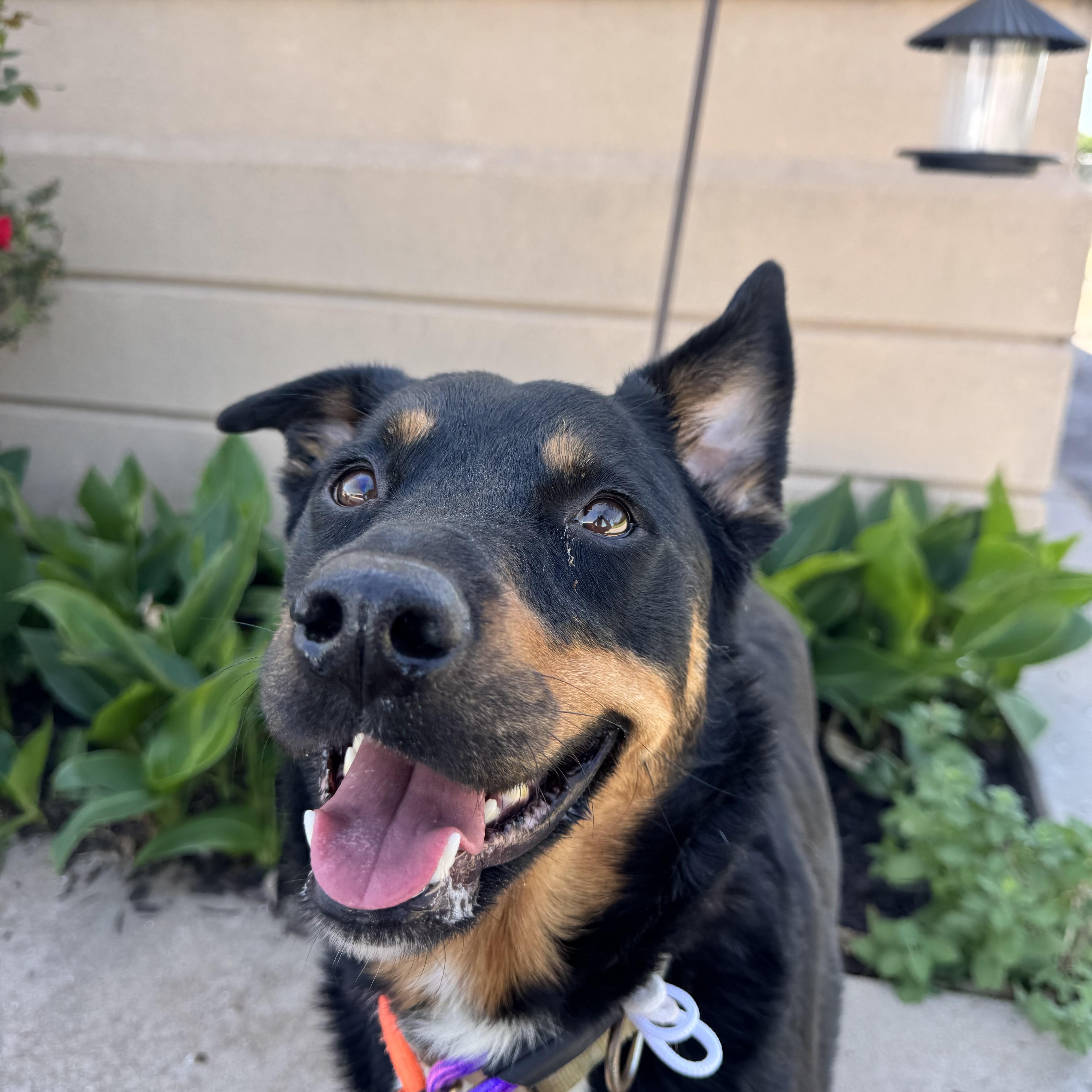 Enlarge Precious , a ADOPTABLE Mixed Breed in Chickasha, OK image 3/3
