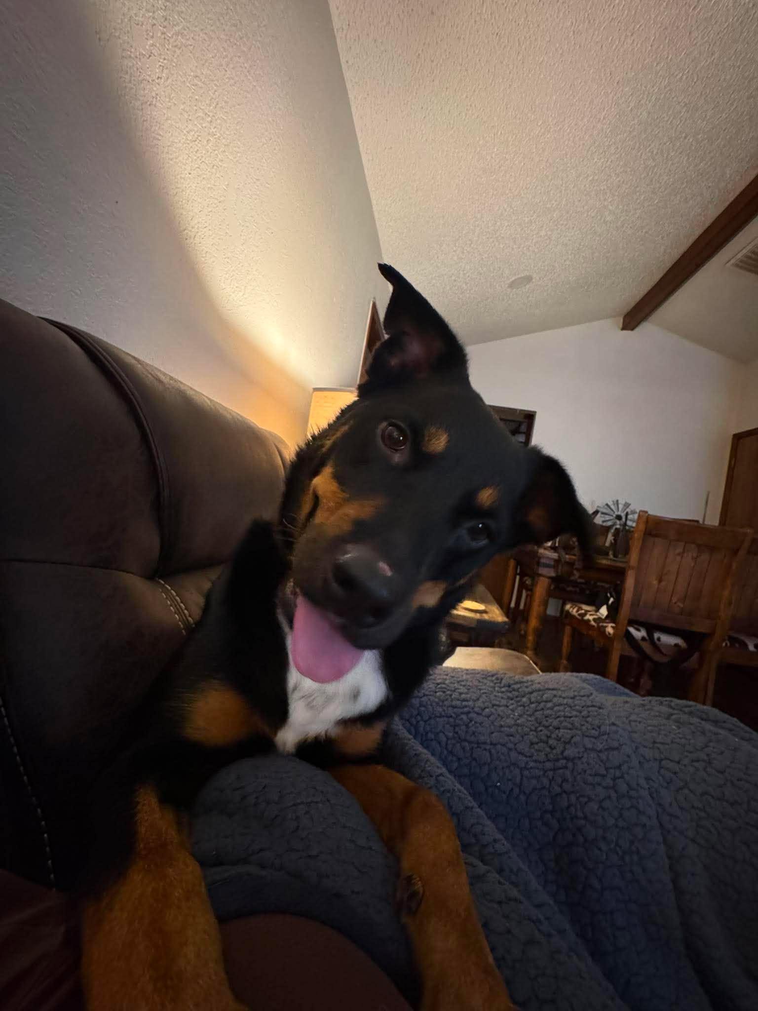 Enlarge Precious , a Adoptable mixed breed in Chickasha, OK image 2/3