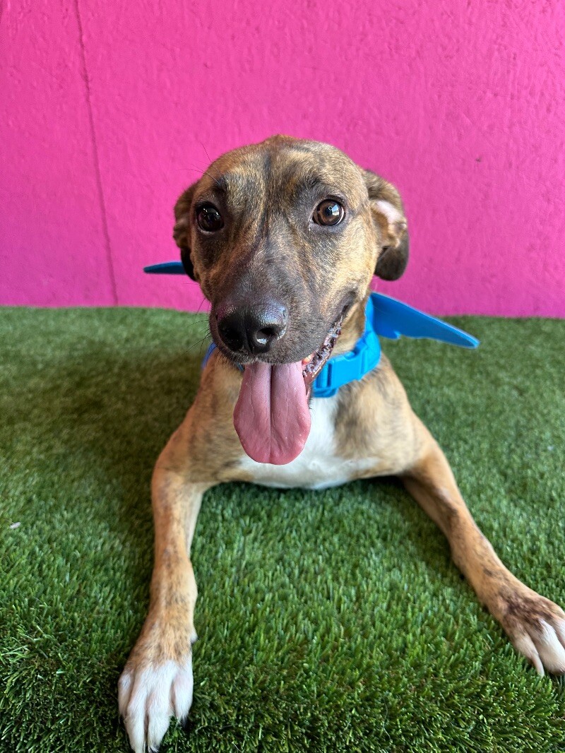 Enlarge Súper Max, a Adoptable mixed breed in Santa Ana, CA image 4/6