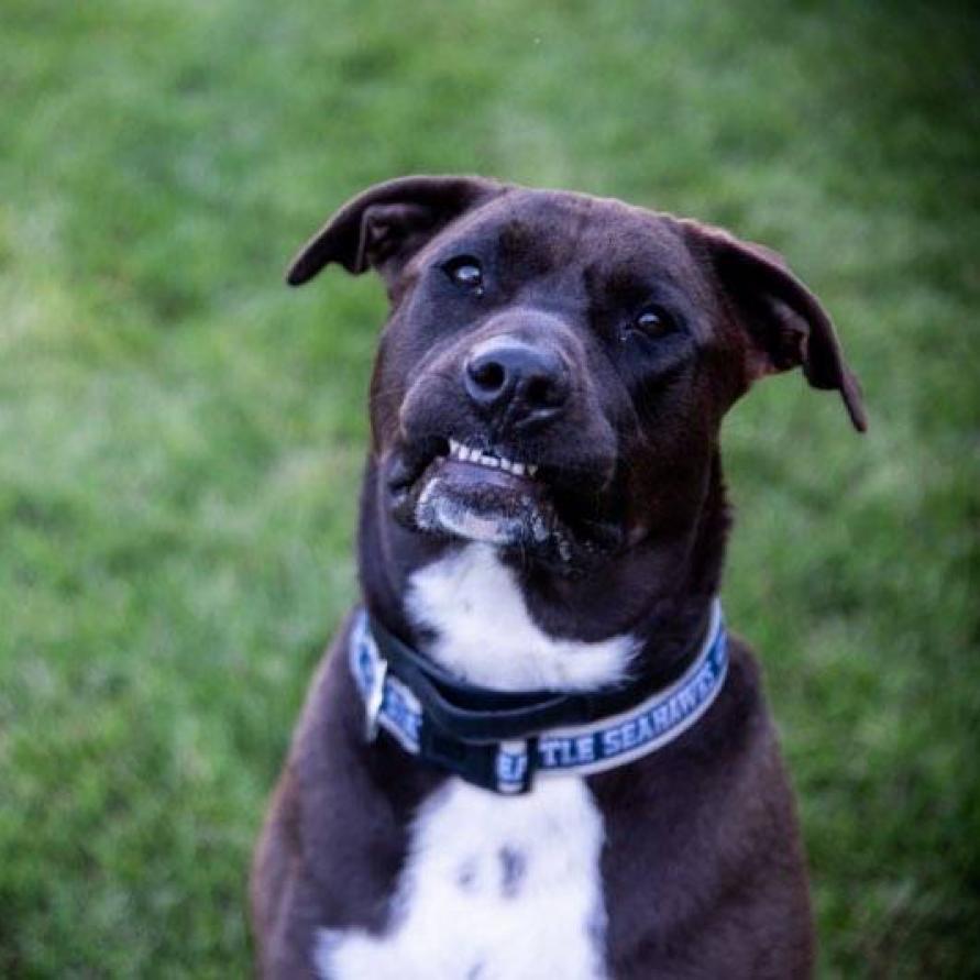 Kota, a Adoptable mixed breed in Hampton, VA image 1/2