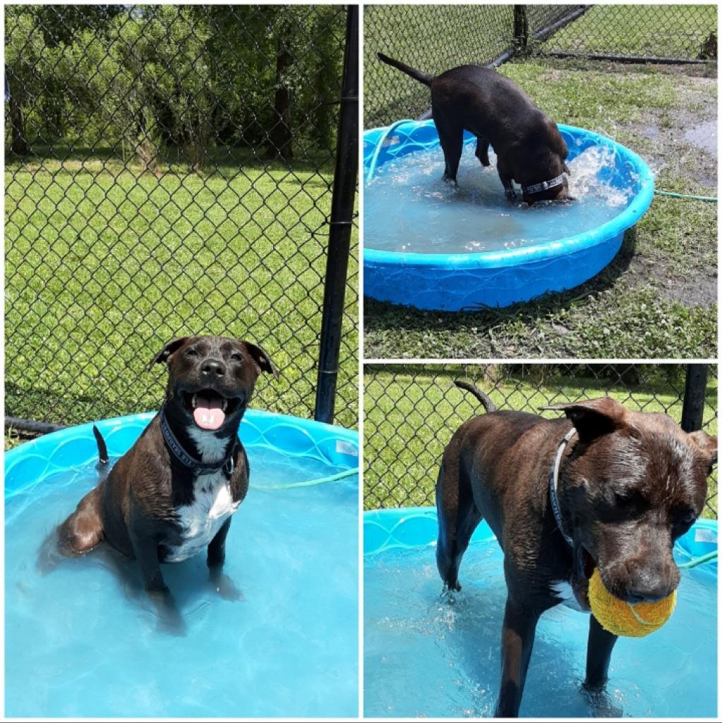 Kota, a Adoptable mixed breed in Hampton, VA image 2/2