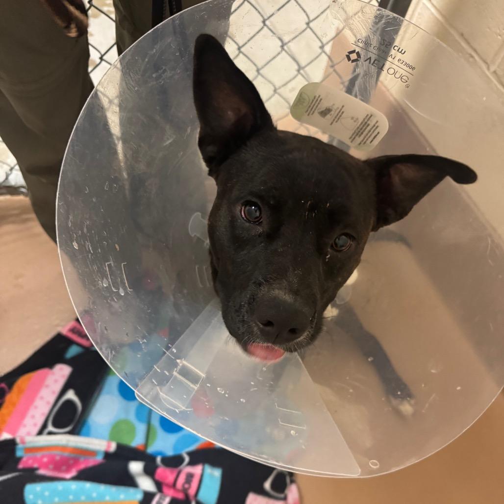 Tanka Jahari, Adoptable, Young Male Pit Bull Terrier.