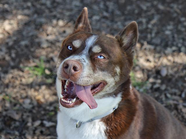 TUCKER, Adoptable, Adult Male Siberian Husky.