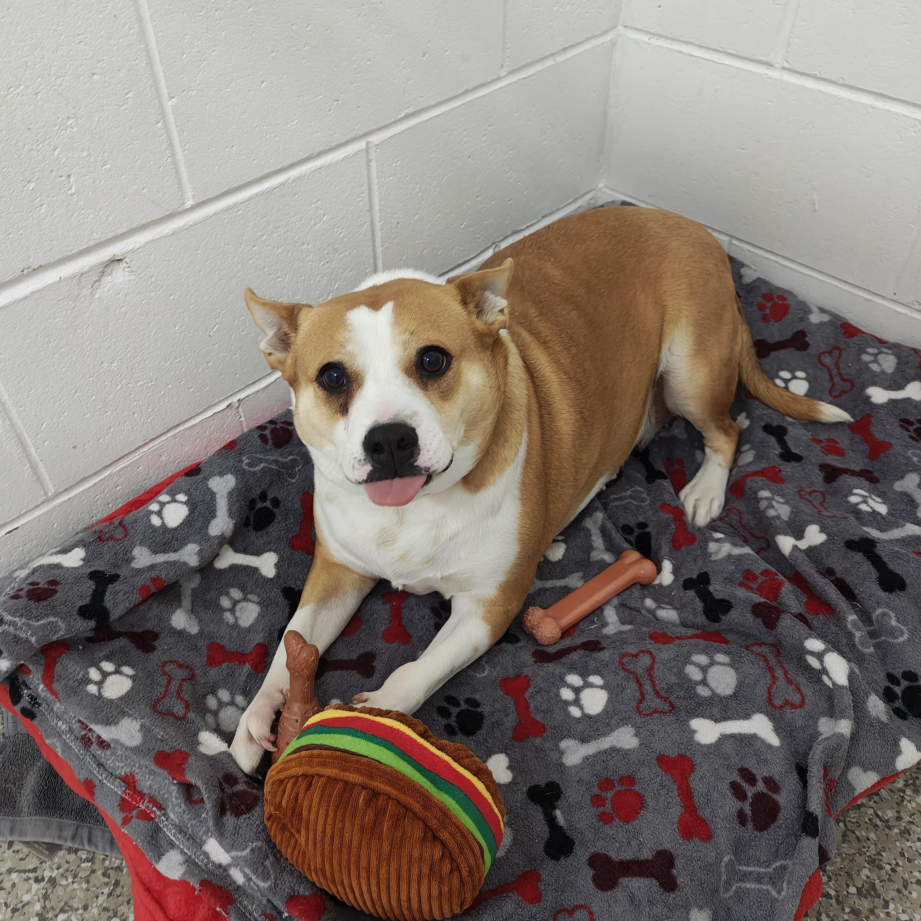 Enlarge Bee, an adoptable Mixed Breed in Oconto, WI image 2/3