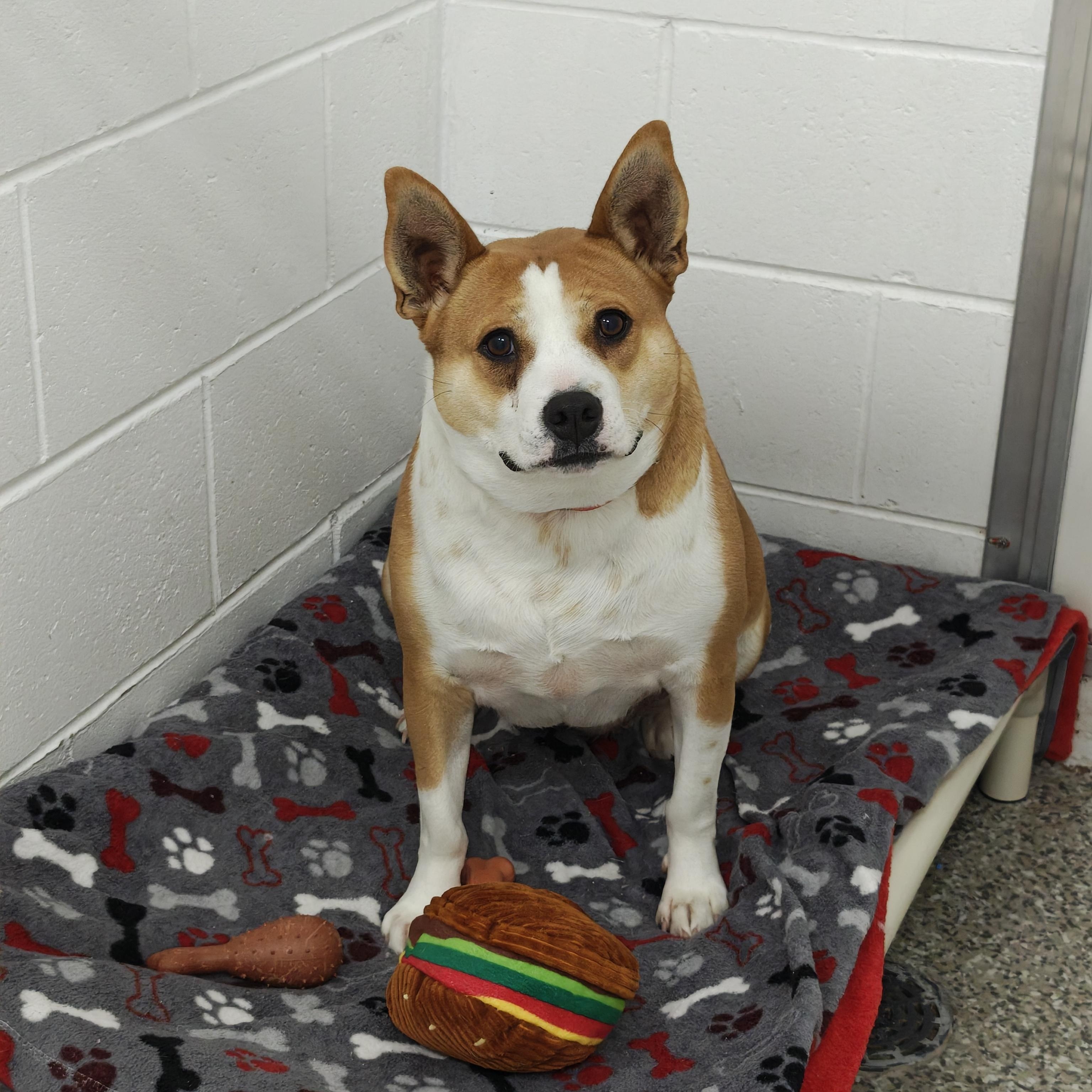 Enlarge Bee, an adoptable Mixed Breed in Oconto, WI image 1/3