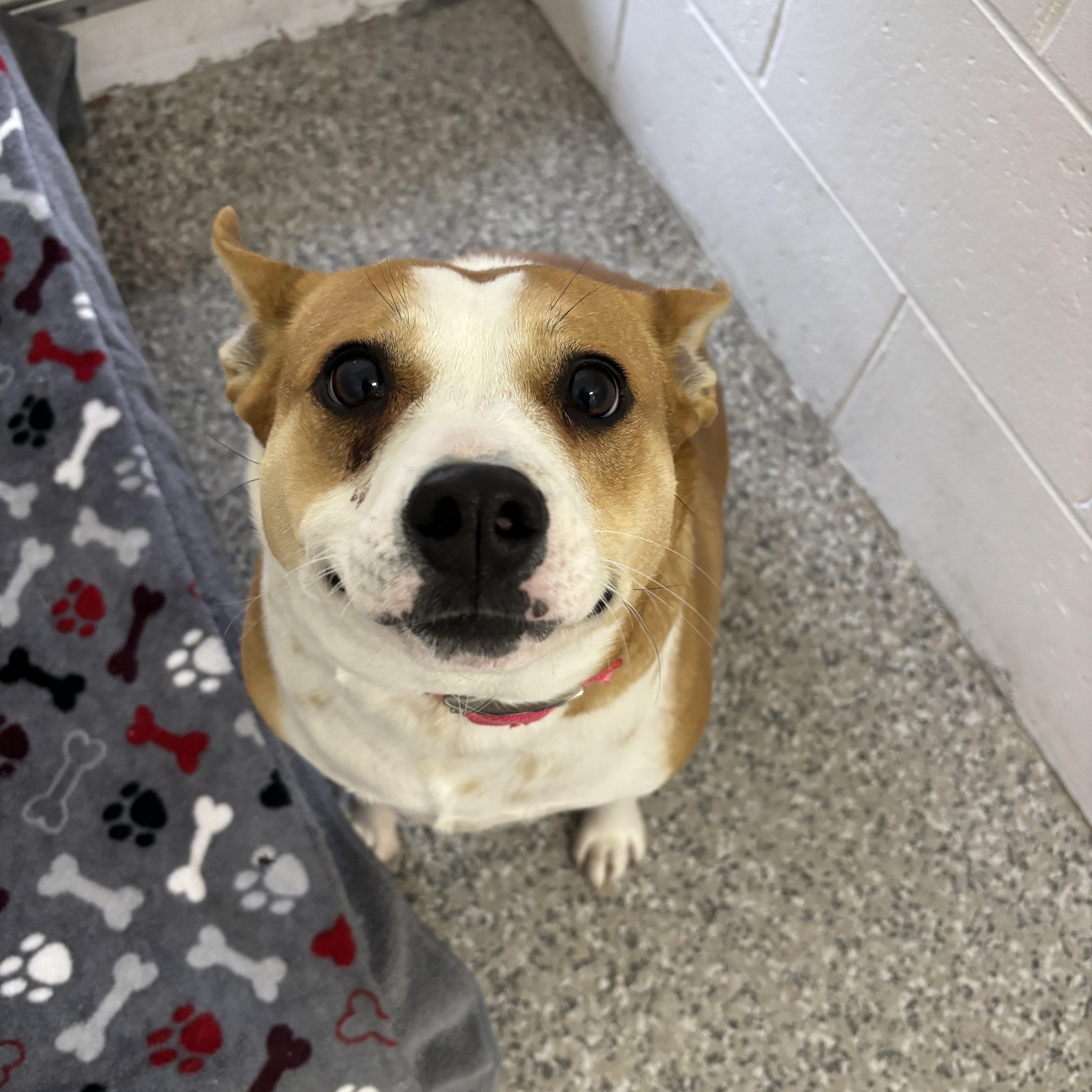 Enlarge Bee, an adoptable Mixed Breed in Oconto, WI image 3/3