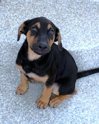 Jolene, Adoptable, Puppy Female Rottweiler & Mixed Breed.