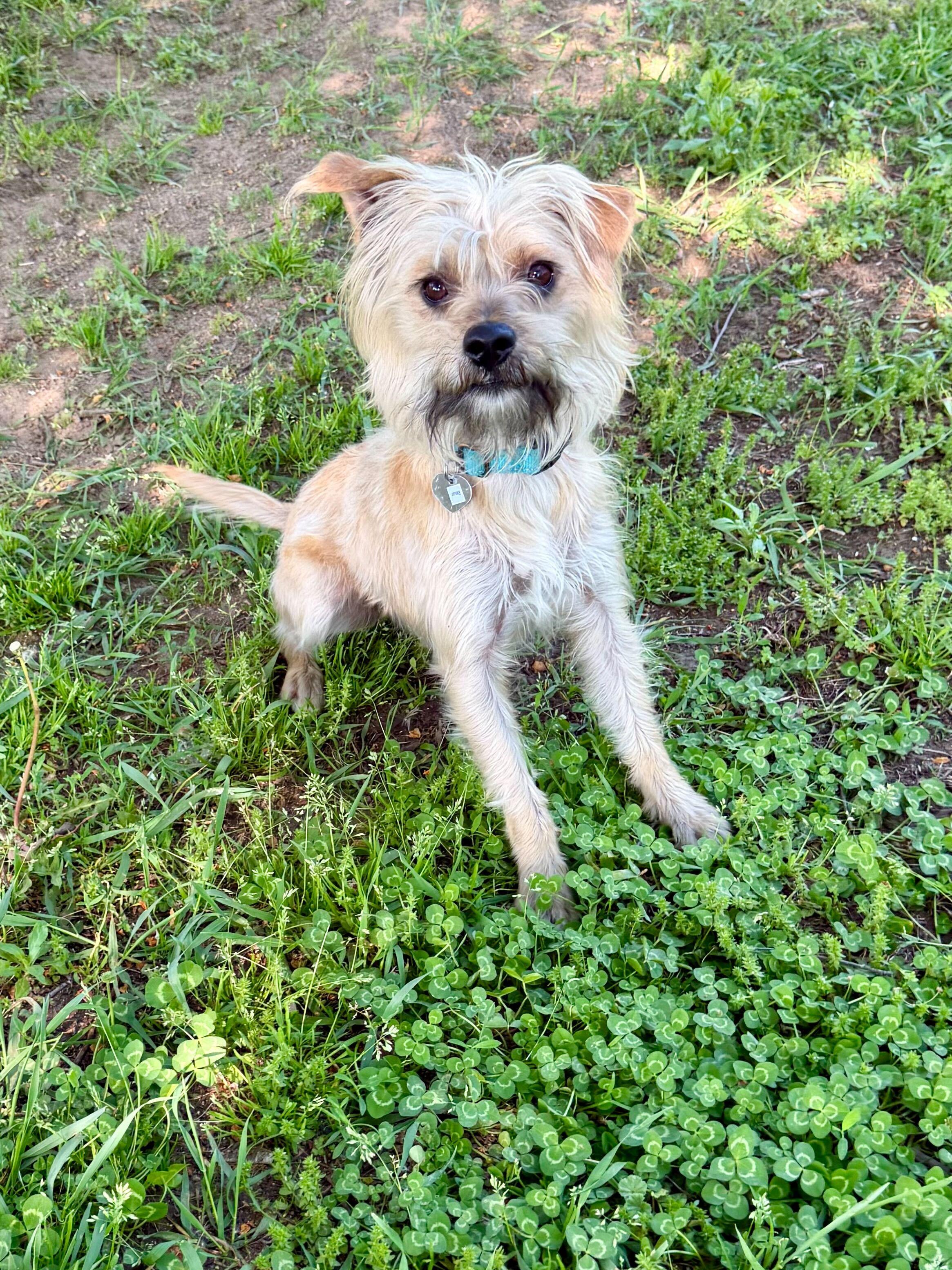 Enlarge Bear, an adoptable mixed breed in Uxbridge, MA image 1/1