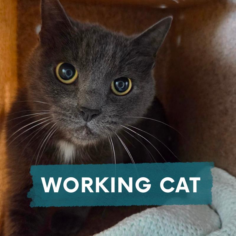 Ashes, Adoptable, Senior Female Domestic Short Hair.
