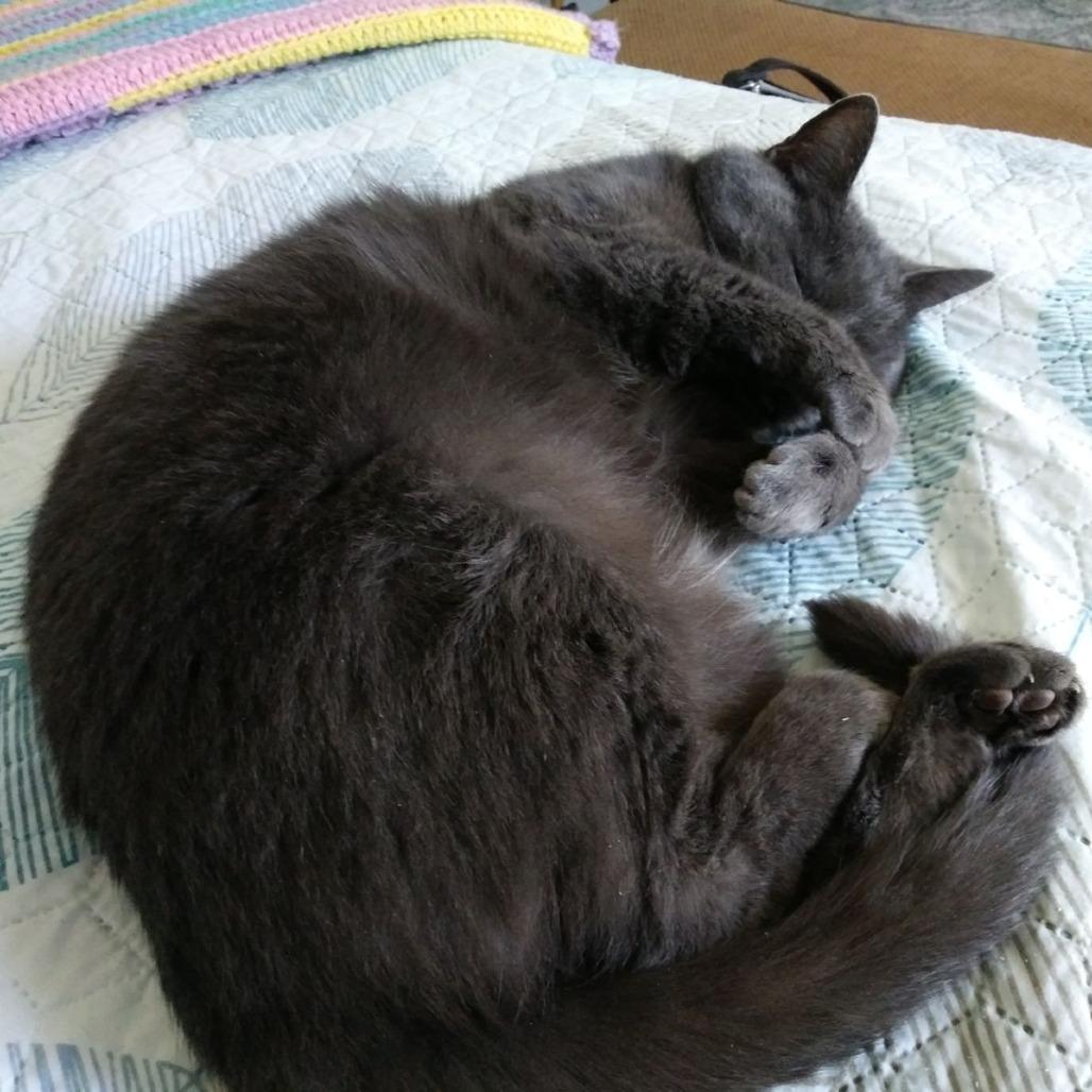 Ashes, a Adoptable Domestic Short Hair in Asheville, NC image 2/4