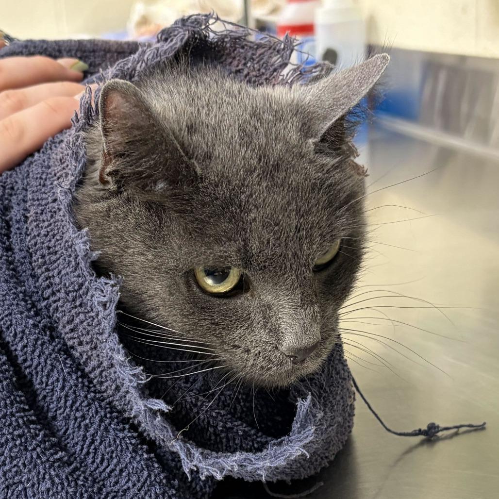 Ashes, a Adoptable Domestic Short Hair in Asheville, NC image 3/4