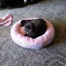 Ashes, a Adoptable Domestic Short Hair in Asheville, NC image 4/4