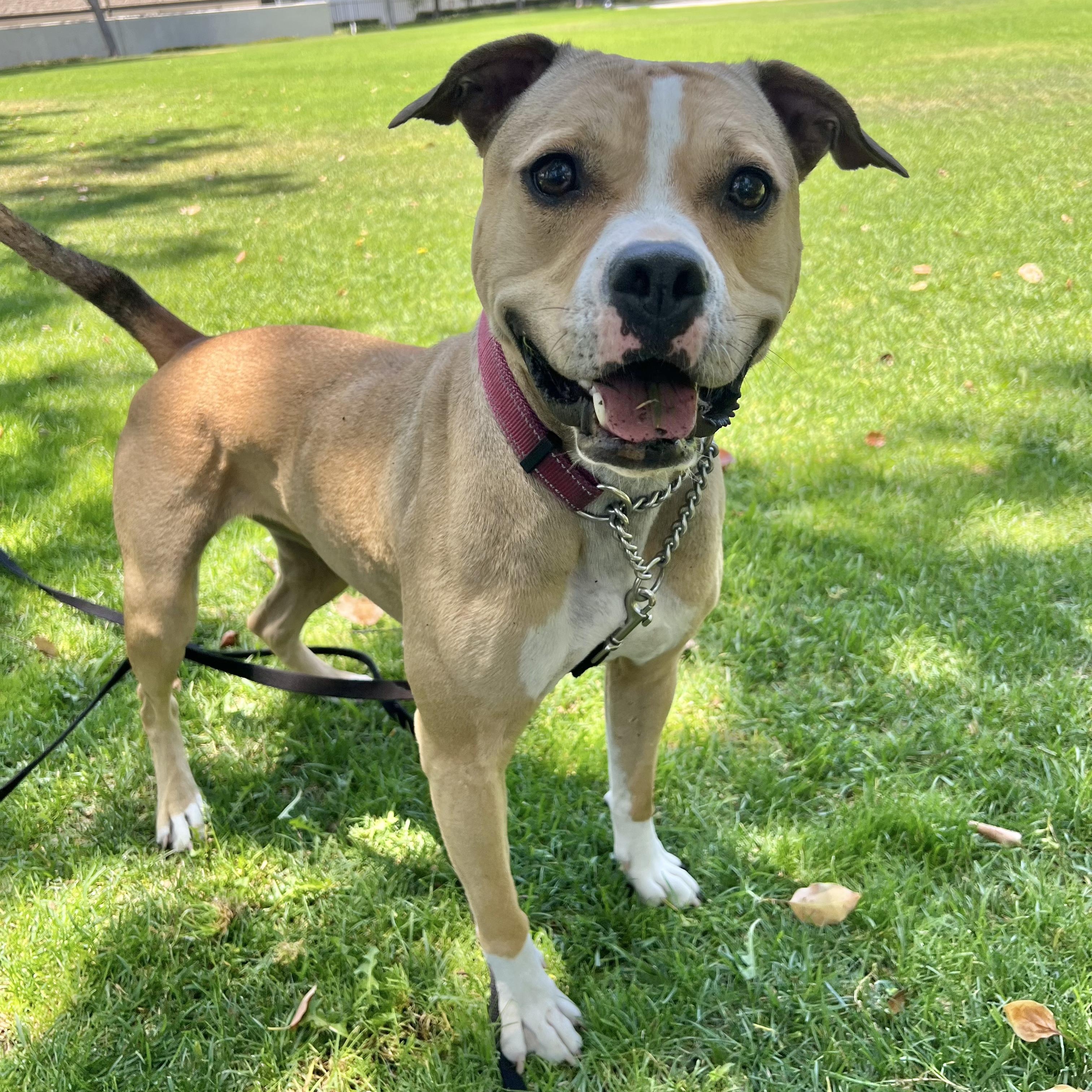Enlarge Tink, a Adoptable mixed breed in Whittier, CA image 4/6
