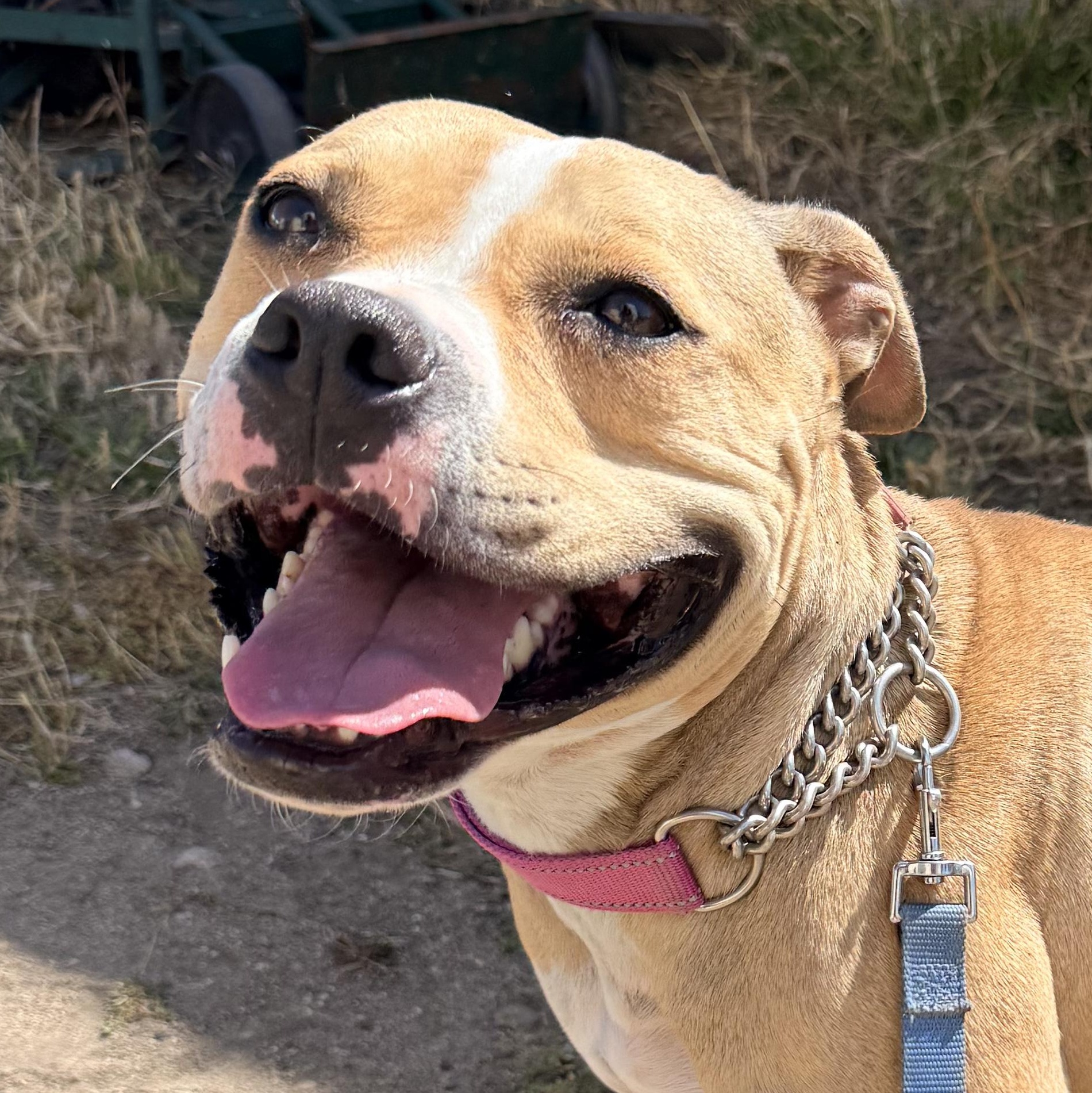 Tink, Adoptable, Young Female Pit Bull Terrier & American Staffordshire Terrier.