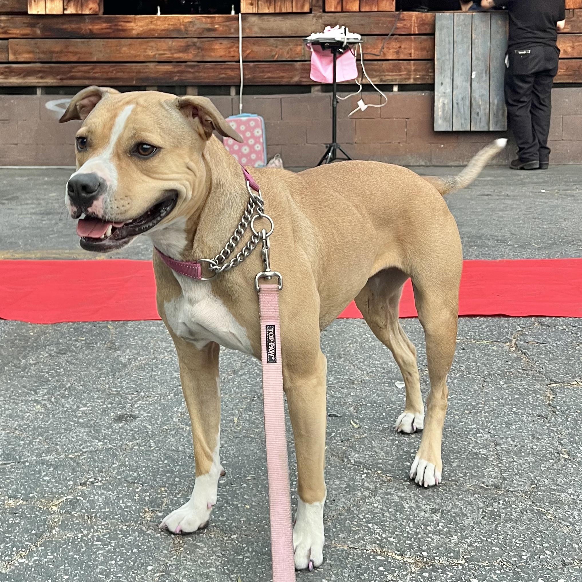 Enlarge Tink, a Adoptable mixed breed in Whittier, CA image 5/6