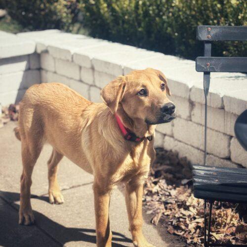 Biscuit, Adoptable, Young Female Labrador Retriever & German Shepherd Dog.