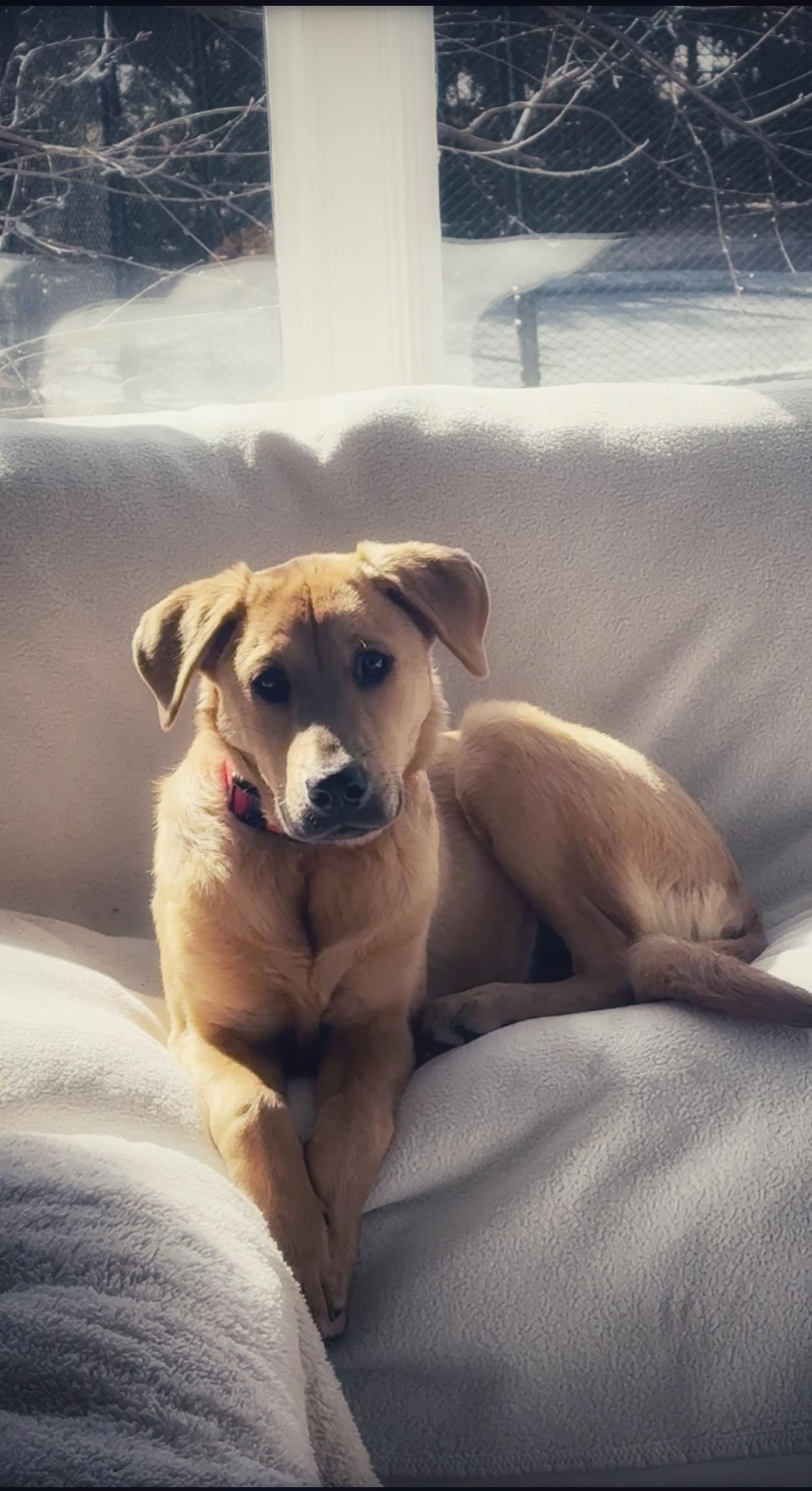 Enlarge Biscuit, a Adoptable mixed breed in Lincolnshire, IL image 3/3