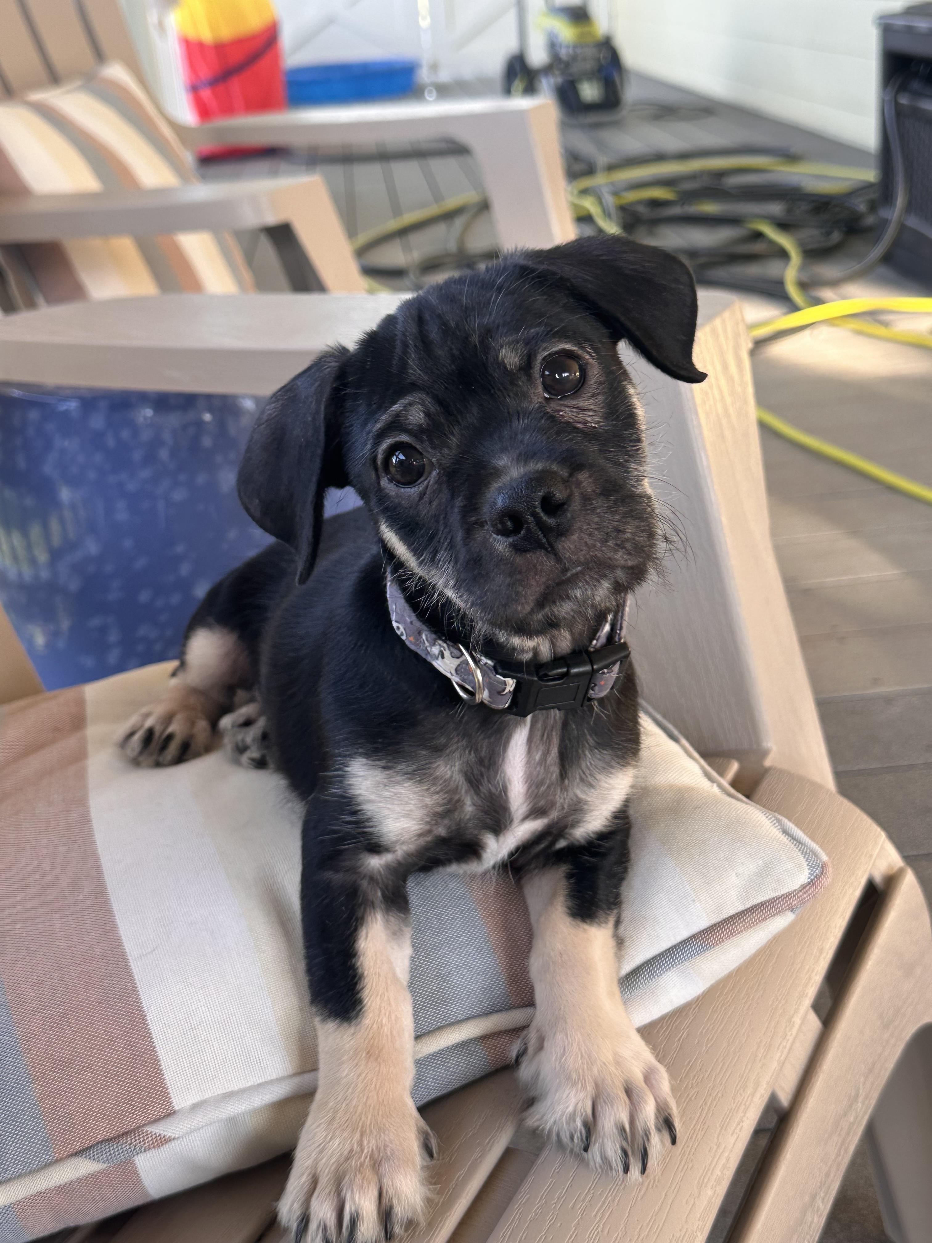 Pugsley Adams - puppy - located in Sacromento, a Adoptable mixed breed in Santa Barbara , CA image 1/3