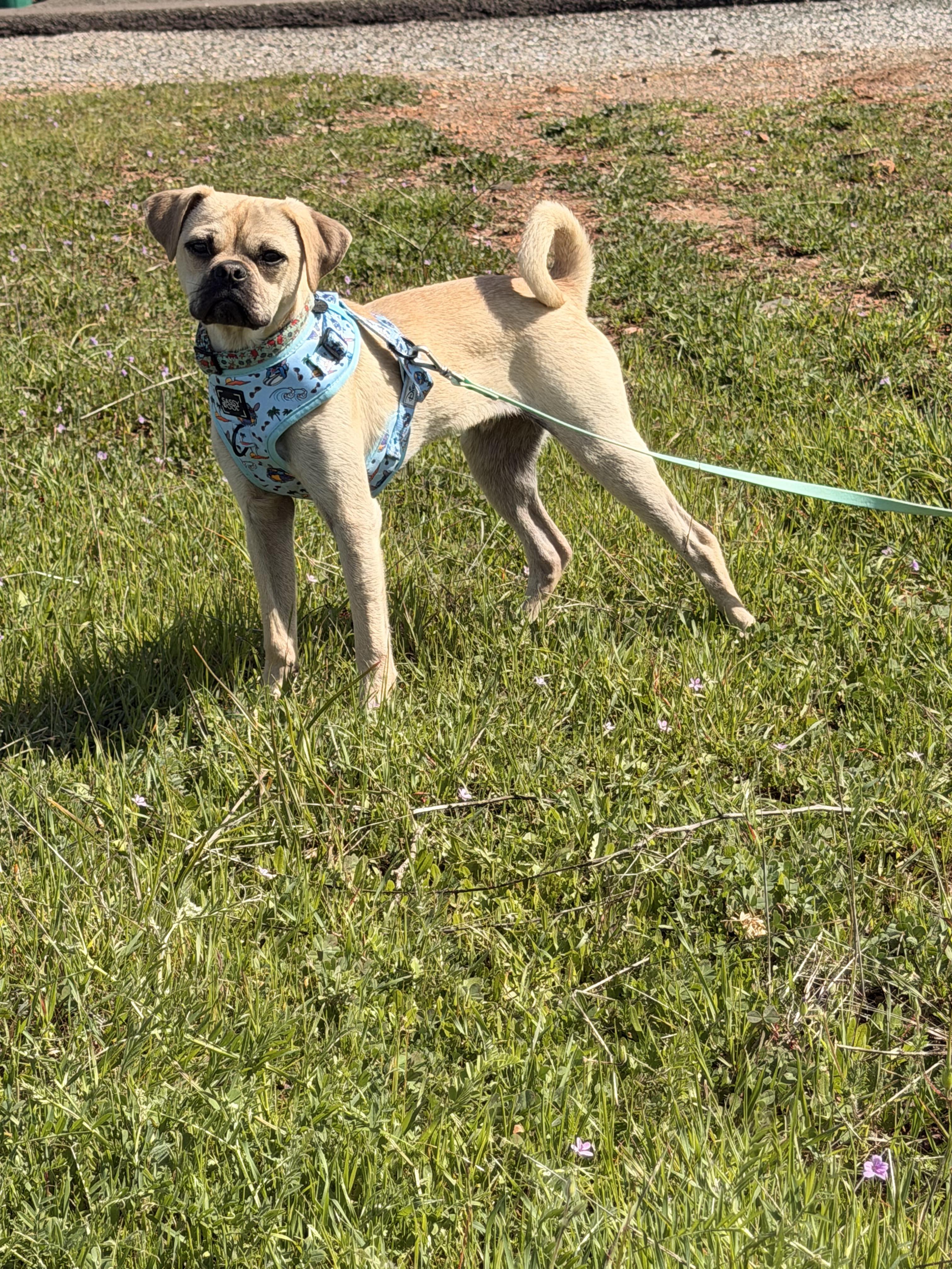 Enlarge Ranger - puppy - located in Sacromento, an adoptable mixed breed in Santa Barbara , CA image 2/3