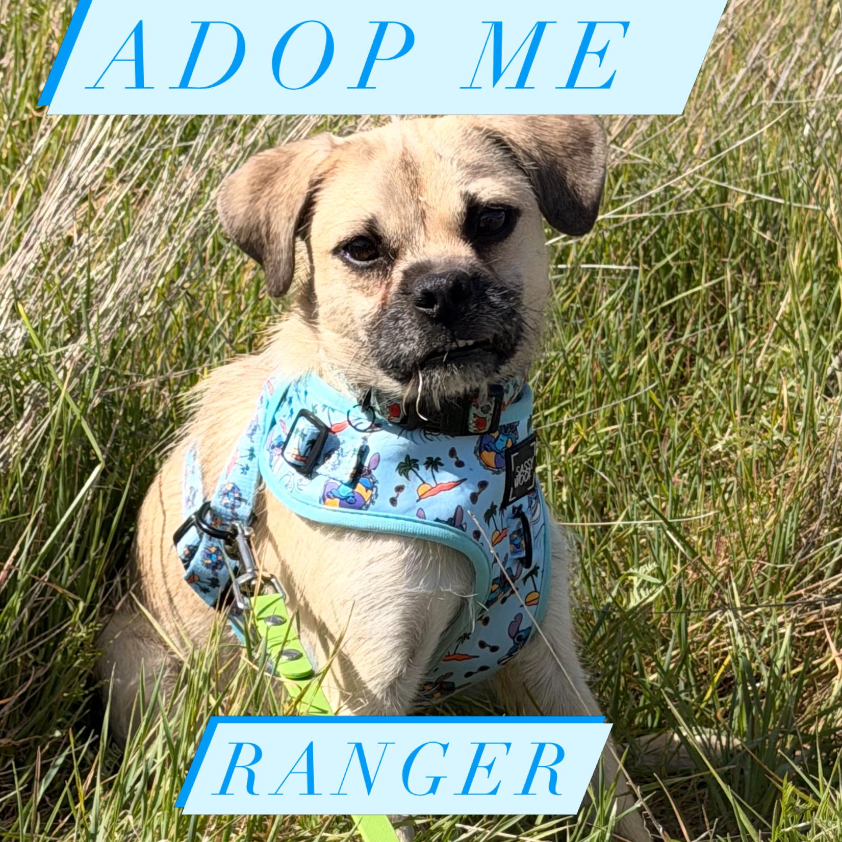 Enlarge Ranger - puppy - located in Sacromento, an adoptable mixed breed in Santa Barbara , CA image 1/3