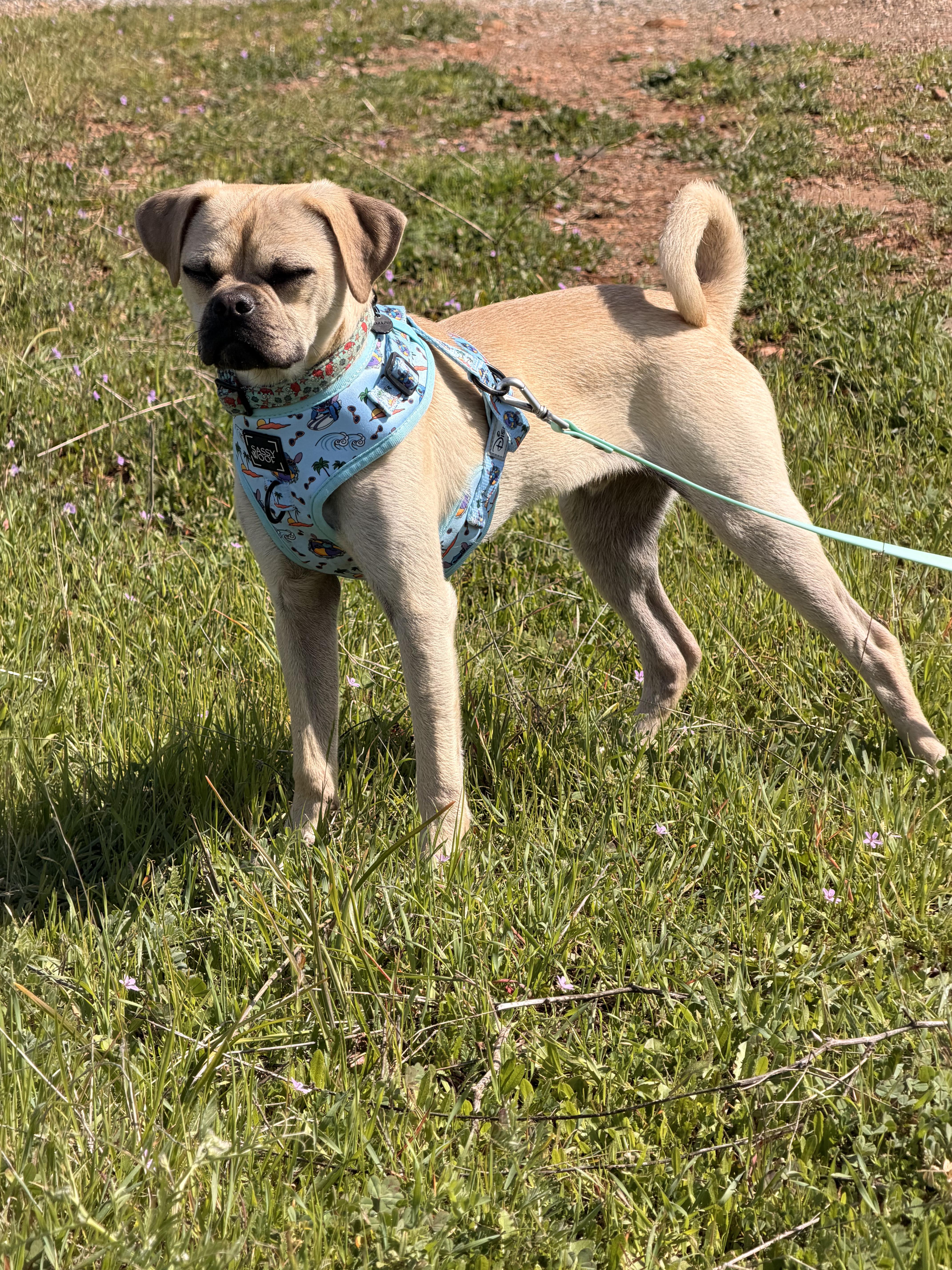 Enlarge Ranger - puppy - located in Sacromento, an adoptable mixed breed in Santa Barbara , CA image 3/3