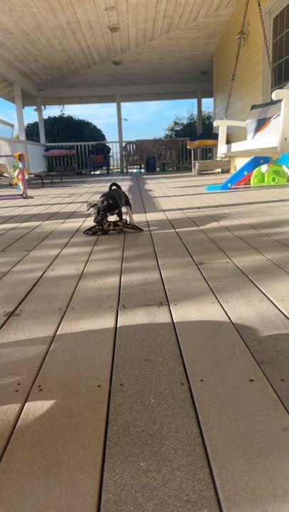 Enlarge Pugsley Adams - puppy - located in Sacromento, a Adoptable mixed breed in Santa Barbara , CA video 2/3