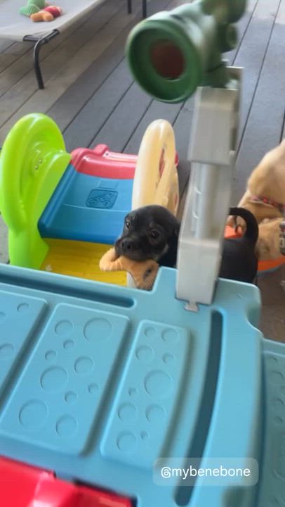 Enlarge Pugsley Adams - puppy - located in Sacromento, a Adoptable mixed breed in Santa Barbara , CA video 3/3