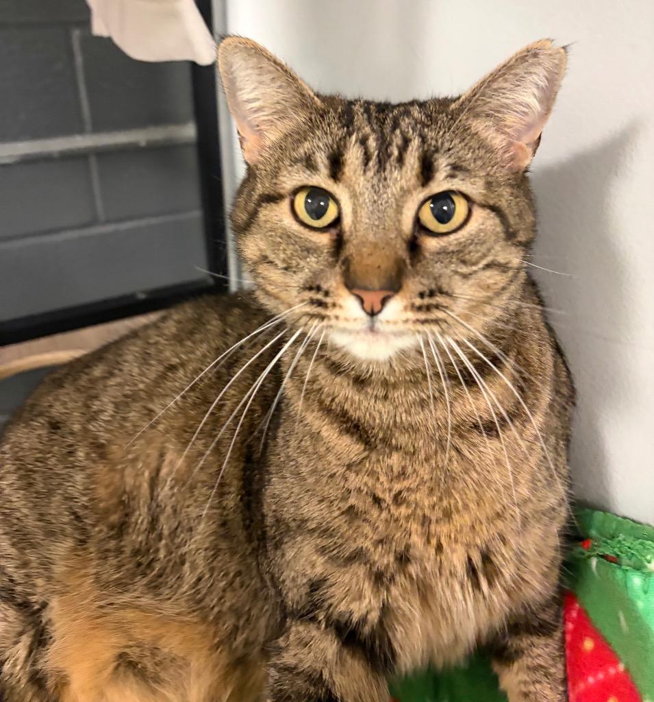 Enlarge Lottie, a Adoptable mixed breed in Huntington, IN image 1/3