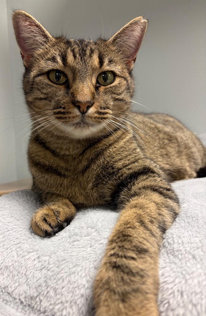 Lottie, Adoptable, Adult Female Domestic Short Hair.